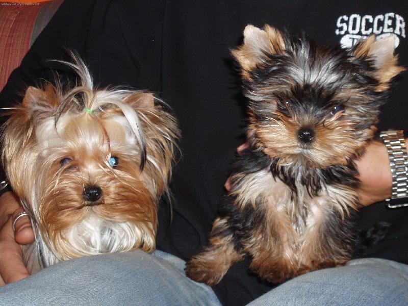 Foto: Nikita a Chelsea