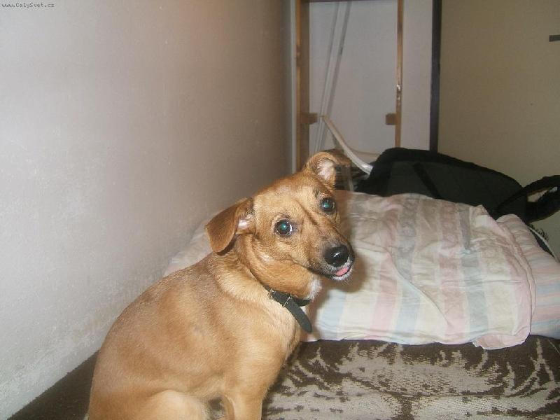 Foto: Muj pejsek---------------