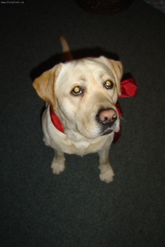 Foto: Moje �okol�da