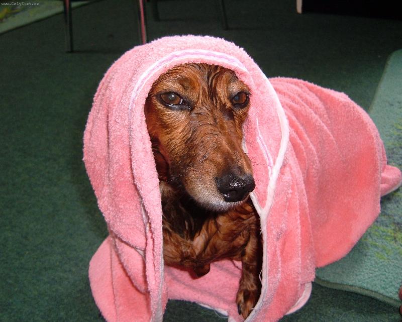 Foto: Nelinka v jej�m �up�nku.-Tak to je na�e Nelinka, kterou jsme zrovna vykoupali.