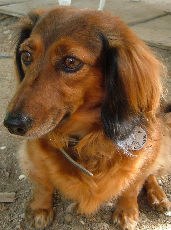 Foto: Roztomil� ps� Nelinka.-N� roztomilej a hodnej pejsek!