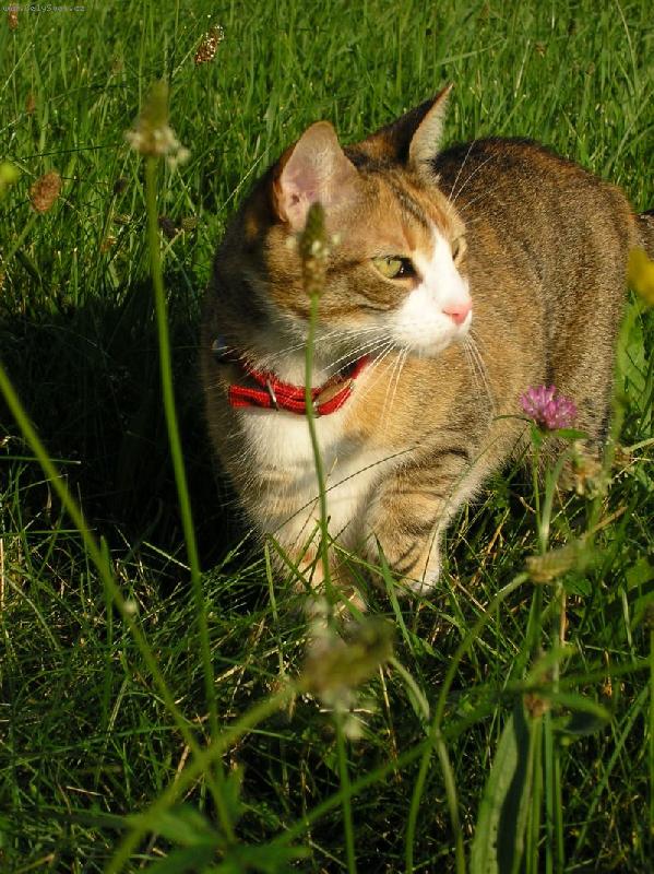 Foto: M�a v tr�v�