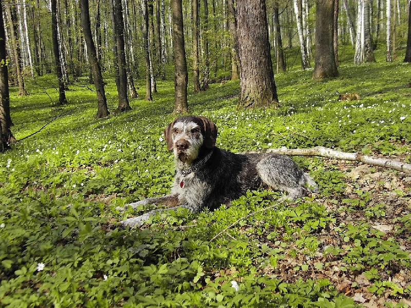 Foto: Pes v rev�ru-jarn� pohoda