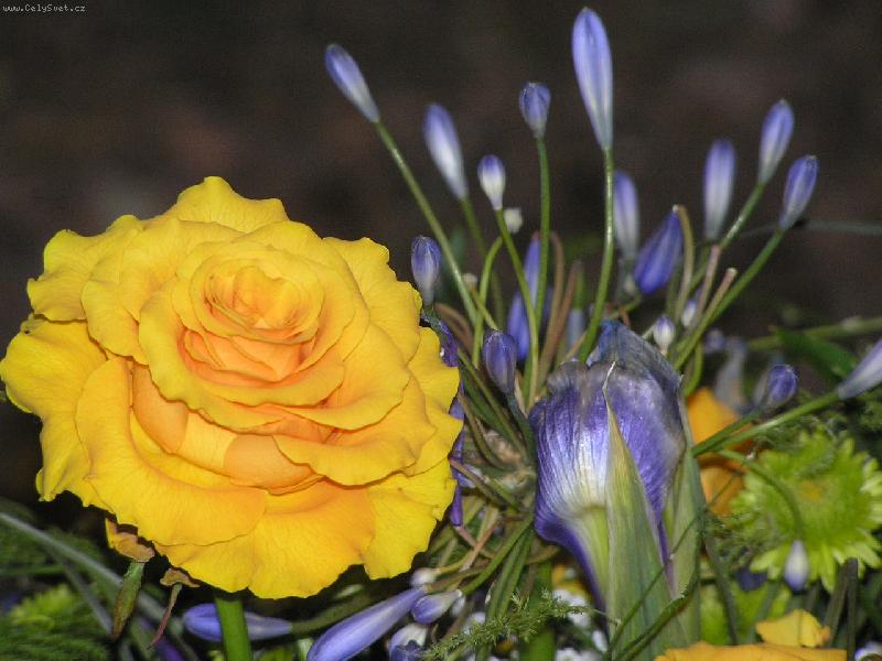 Foto: �lutomodr� sv�t-fl�ra Olomouc 2006