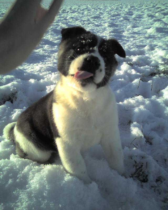 Foto: vypl�znut� jaz��ek-M� to b�t spr�vn� americk� akita (VJP)