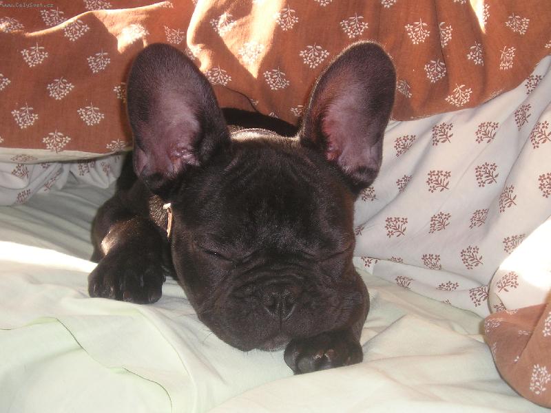 Foto: Nejslad�� na sv�t� je sp�nek-buldo�ek Hugo