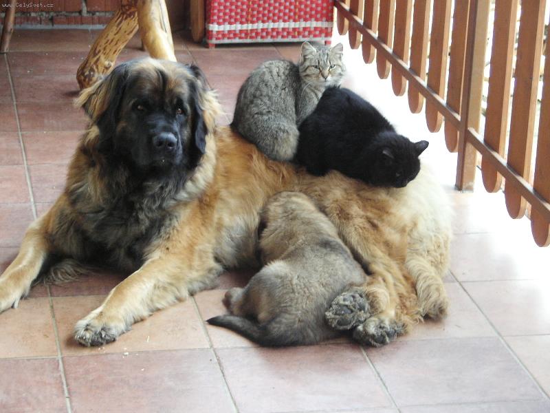 Foto: Mil��kov� v kup�.-CHS Galaxy Oss