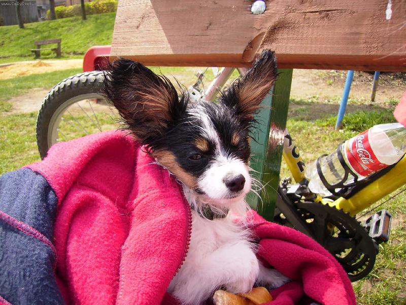 Foto: Zmokl� Denny-Jsem cel� mokr� a je mi zima :-(