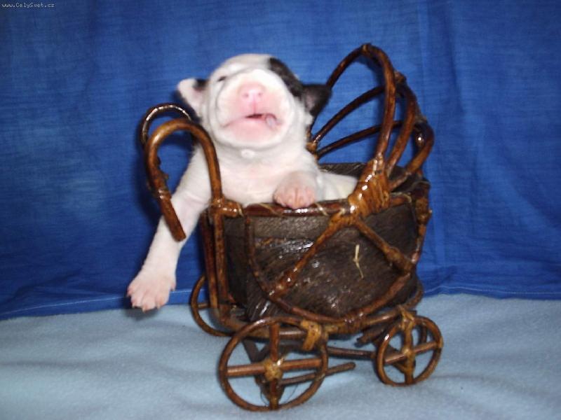 Foto: bul��ek-tak co je,cht�l bych povozit