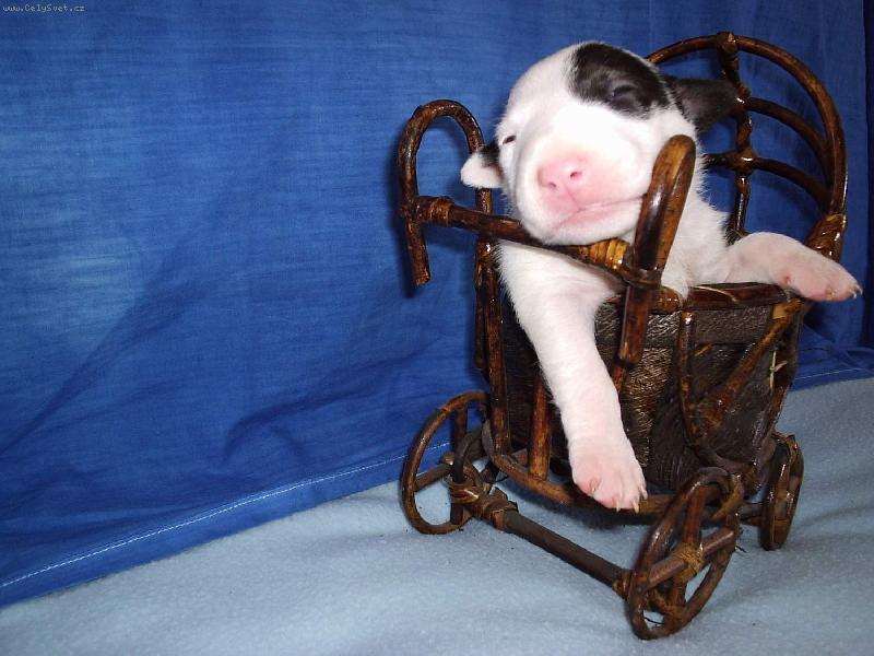 Foto: bul��ek-No kone�n�.Po dobr�m ob�d�,chvilka odpo�inku