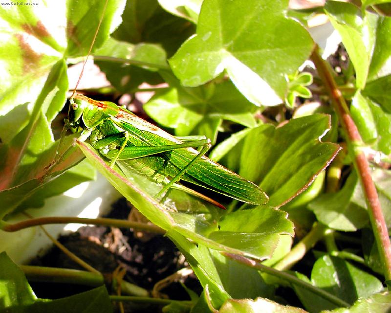 Foto: Fauna- ...kon�k do tahu