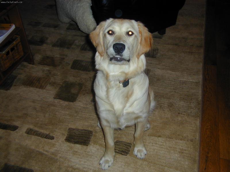 Foto: Usm�v��ek-I fene�ka se um� po��dn� sm�t!