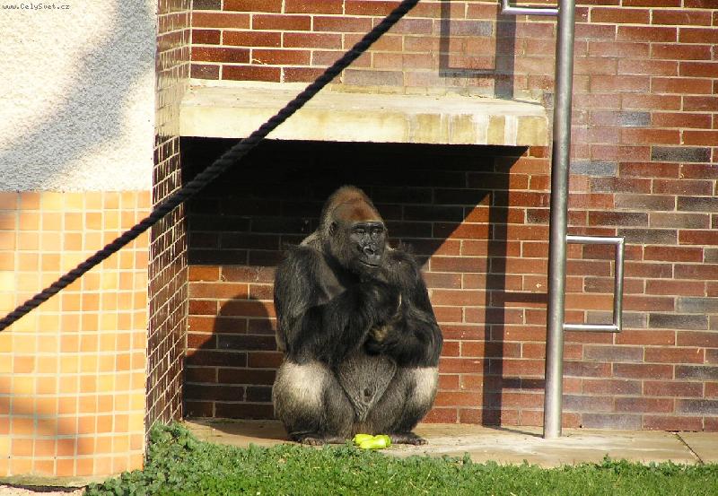 Foto: roztomik� opi��k-Op