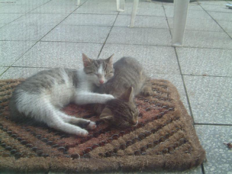 Foto: Brzy, brzy ran��ko-Bo�enka a R��enka