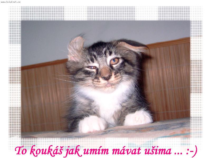 Foto: To kouk� jak um�m m�vat u�ima ... :-)-Mainsk� m�val� ko��tko 3 m�s��n�