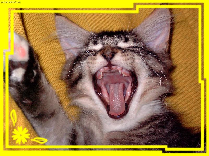 Foto: Pod�vej , u� mi rostou zuby !-Mainsk� m�val� ko��tko 3 m�s��n�