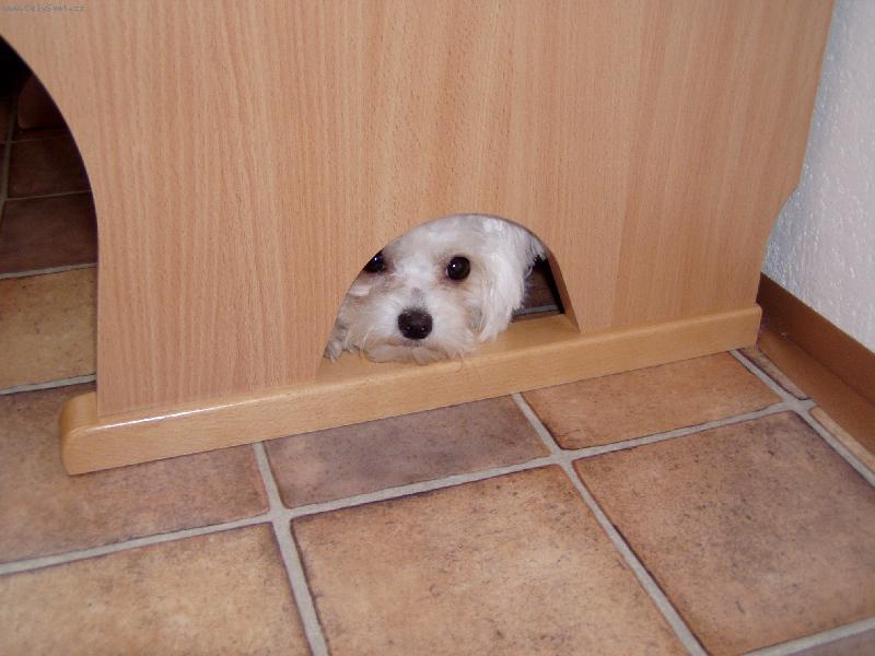 Foto: Boj�m boj�m-Tro�ku jsem roztahala po kuchyni odpadkov� ko�, tak jsem se rad�i schovala. Mysl�te, �e dostanu? Mysl�m, �e jo, ale pi�kotek to nebude.