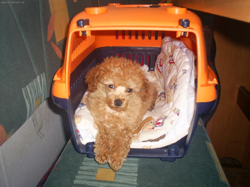 Foto: Zuzinka-moje odpo��v�rna