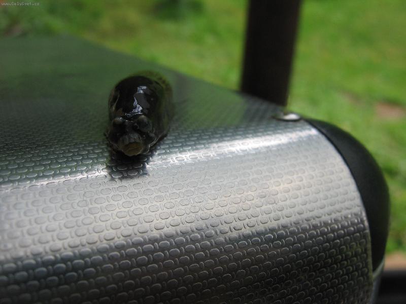 Foto: Vet�elec-na�li jsme ho r�no po oslav� narozenin