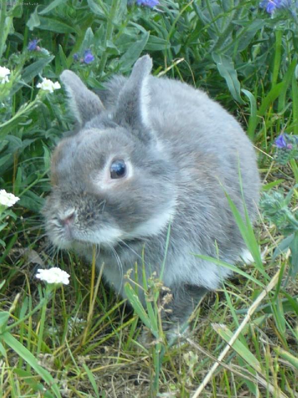 Foto: Ferd�ek-Kr�l��ek na proch�zce