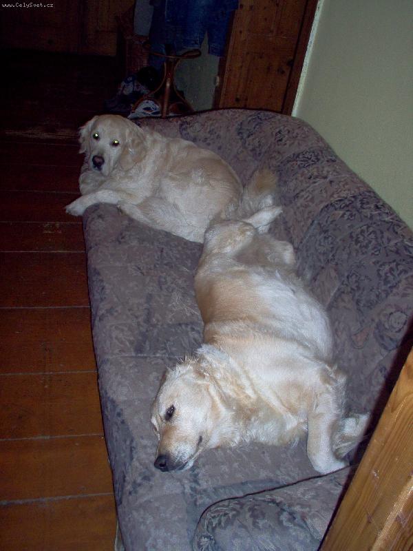 Foto: v�lej�c� se psi-tak n�m vyrostli, �e jsme si museli koupit novou seda�ku a tuhle jim darovat...