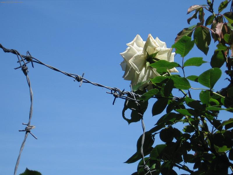 Foto: R��e a trny