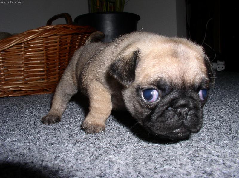 Foto: j�� ja uz umim chodit,noo to je bezva-je o hnedy mops s pp a je moc hodny a je vhodny k rodine s detetem