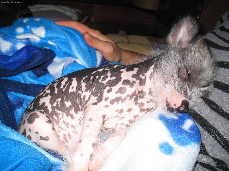 Foto: M�j mil��ek