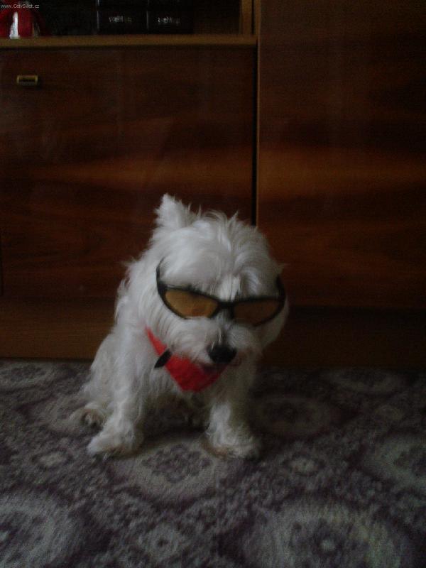 Foto: Menuji se pes Rony a sem dektektiv-J� sem skv�l� kamar�d