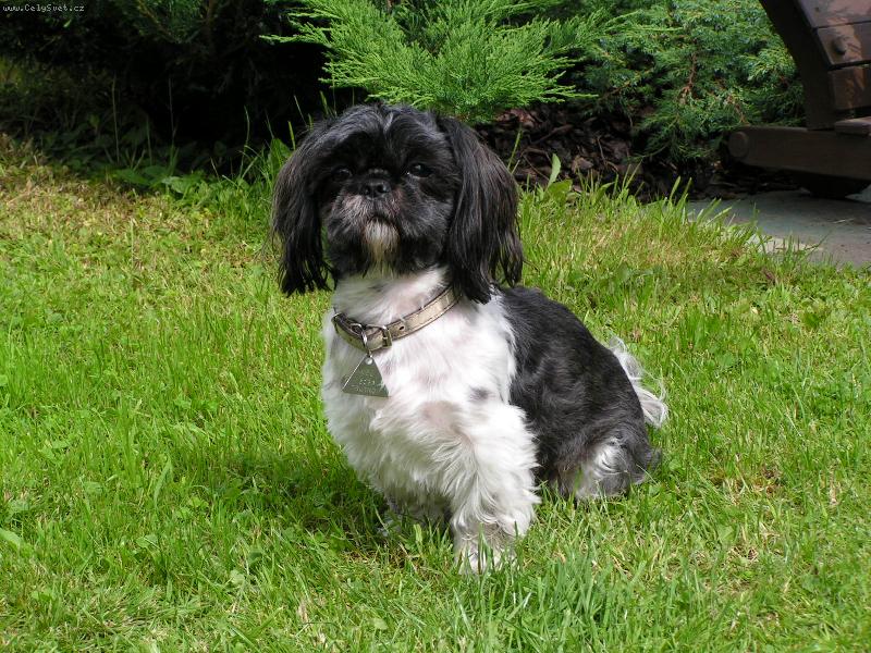 Foto: Na zahrad�.-Portr�t pejska