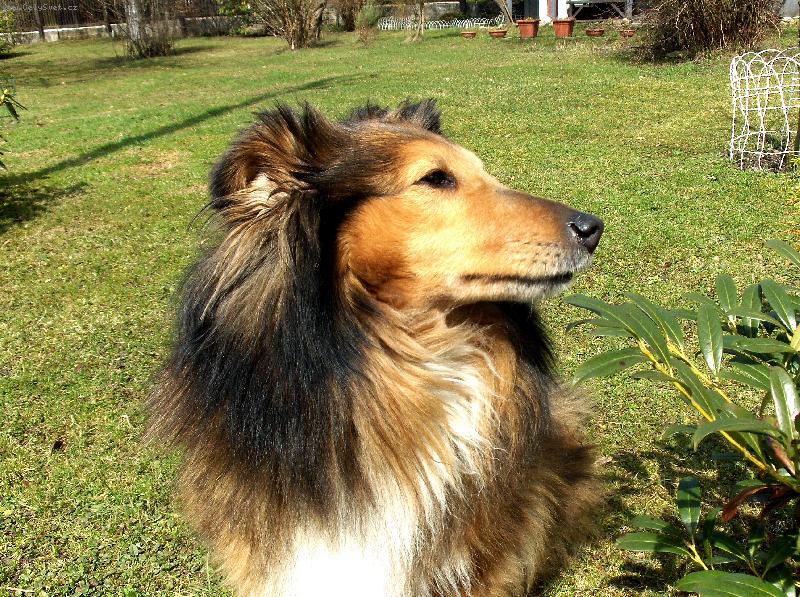 Foto: Mira-n� sou�asn� pes