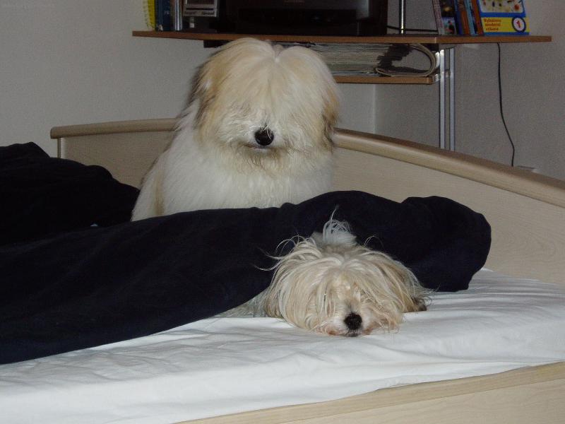 Foto: Zlato - jdem na to......