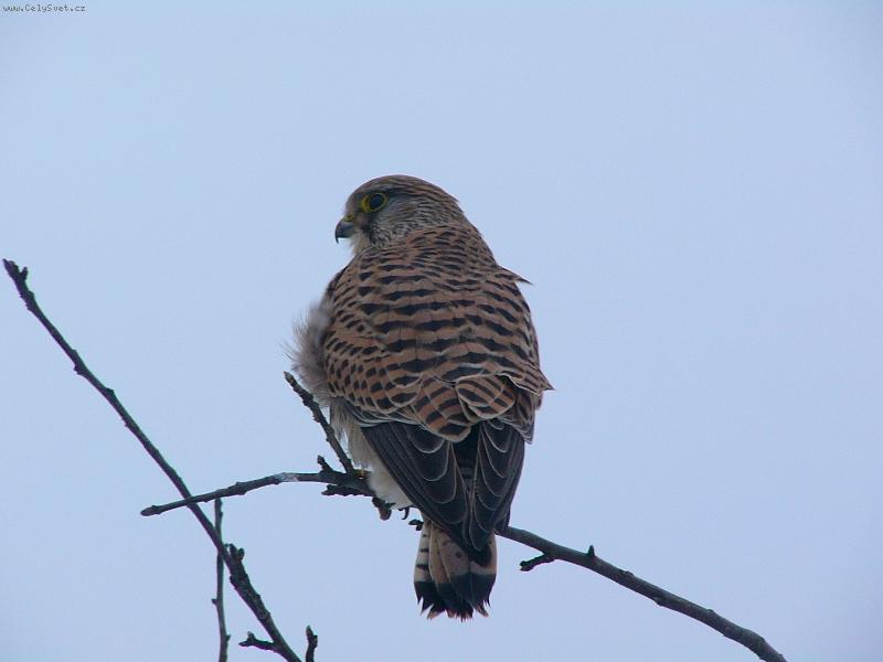 Foto: V�DY VE ST�EHU