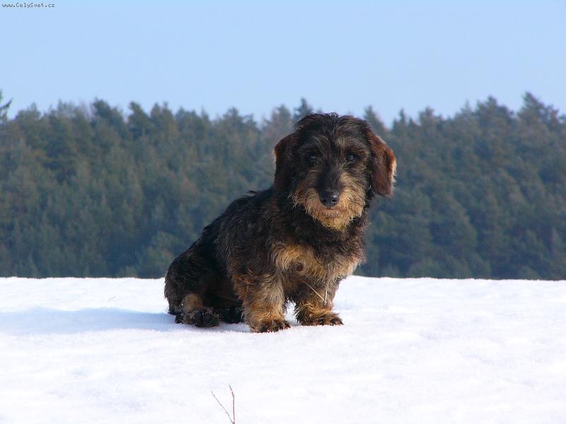 Foto: FOTO NA PS� PAS