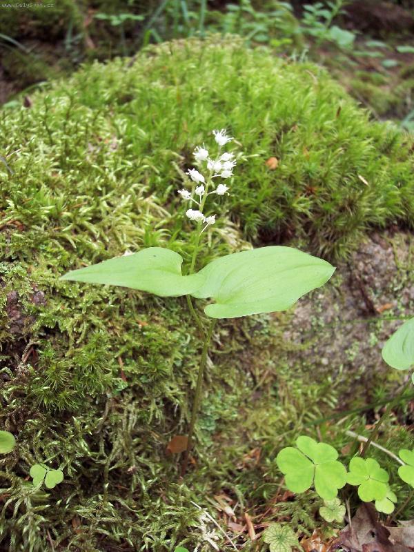 Foto: Pstro�ek dvoulist�