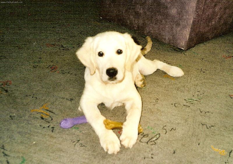 Foto: Bret��ek s kosti�kou z buvol� k��e-To je hra�ka?