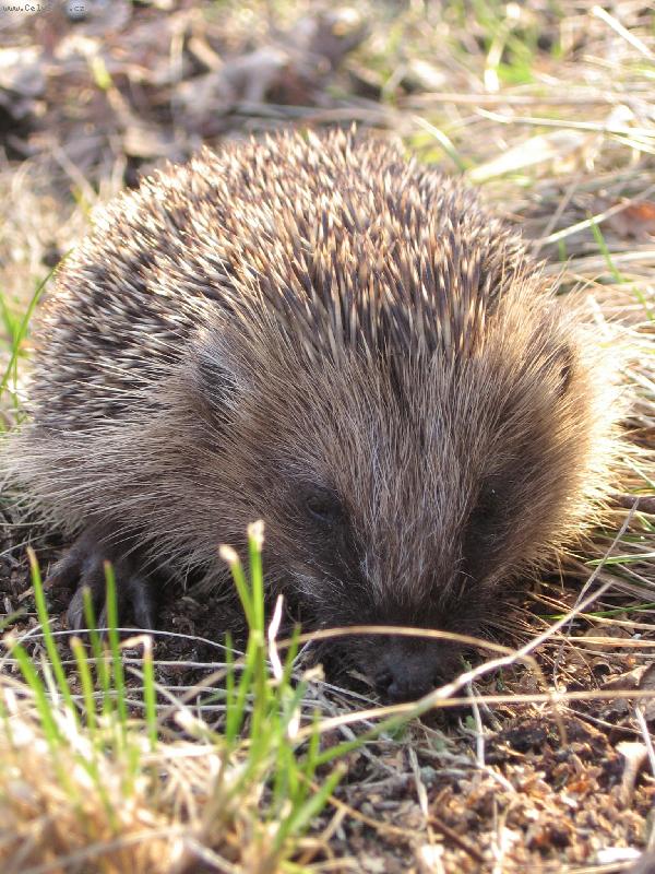 Foto: Je�ura-Je�ura