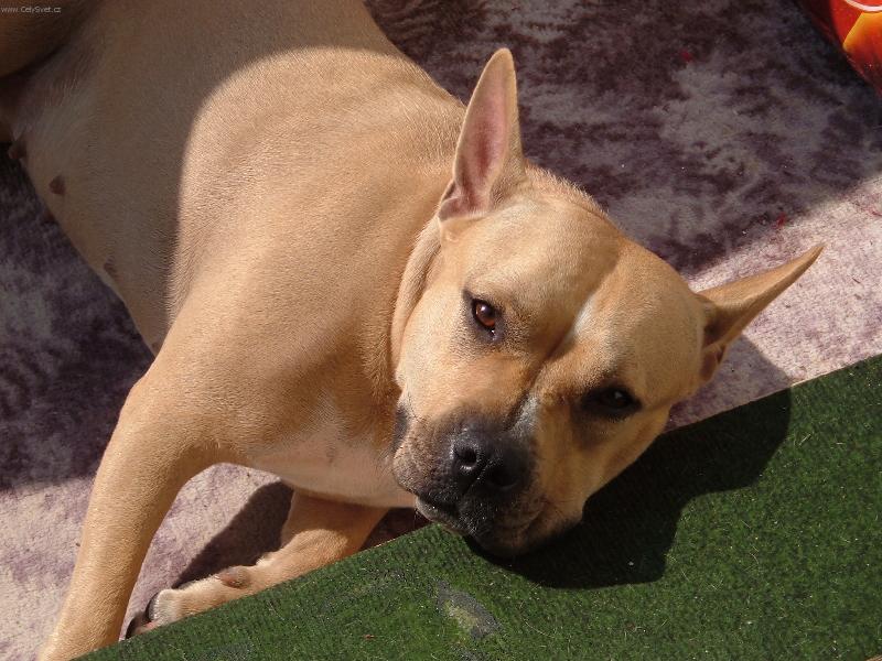 Foto: RAK�A-TO JE HAVAJ