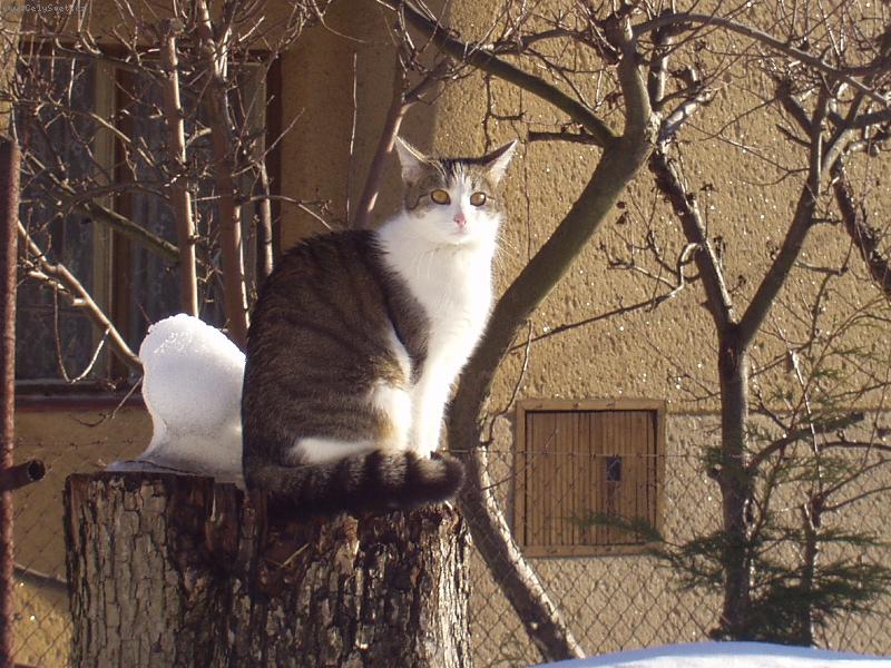 Foto: MICINKA-KO�I�� ROZHLEDNA