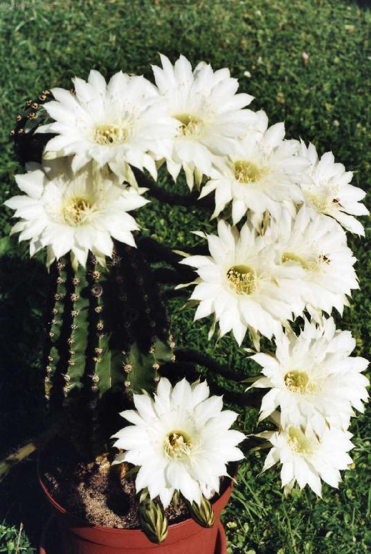 Foto: sta�e�ek-24 hod. kvete od ve�era do ve�era - von�