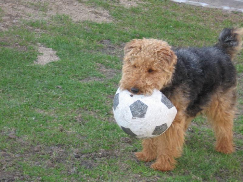 Foto: fotb�lek-tohle je m�j fotbalov� m��,zahraje� si se mnou?