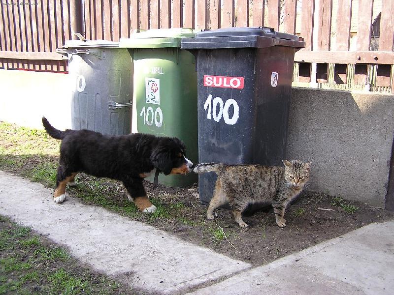 Foto: Audinaka ob�vuje sv�t-Copak je to za divn�ho pejska?