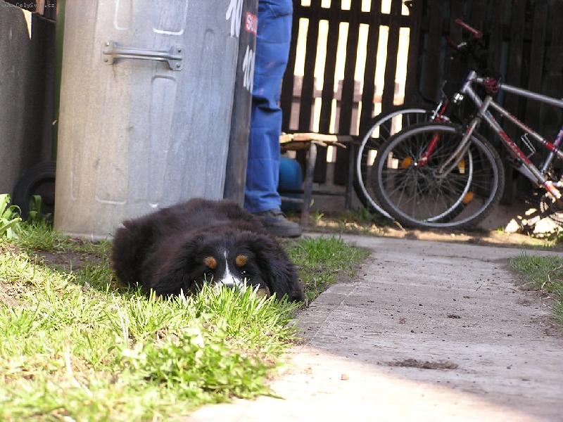 Foto: Audinka-Schov�v� se za tr�vu.