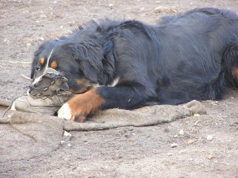 Foto: Conie-Hran� s botou