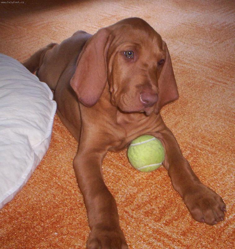 Foto: Merlin-H�dejte, jsem ply�ovej nebo ne?