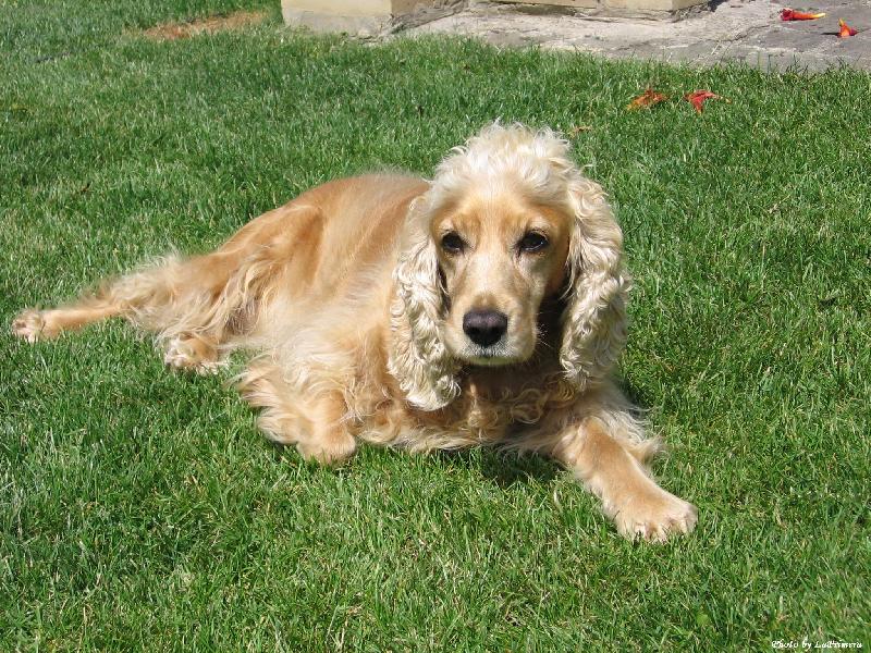 Foto: Conie-Odpo��vaj�c� pes