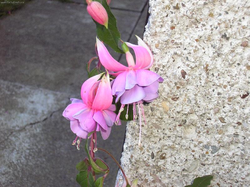 Foto: taaaak takov�hle n�dhern� kyti�ky m�m