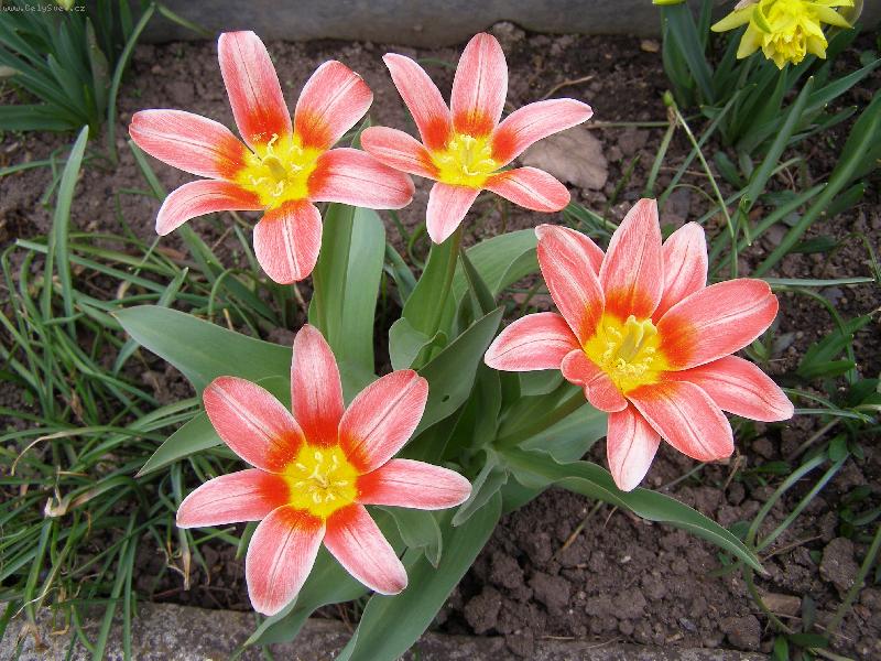 Foto: Tulip�ny-Prvn� kr�sy jarn� zahrady...