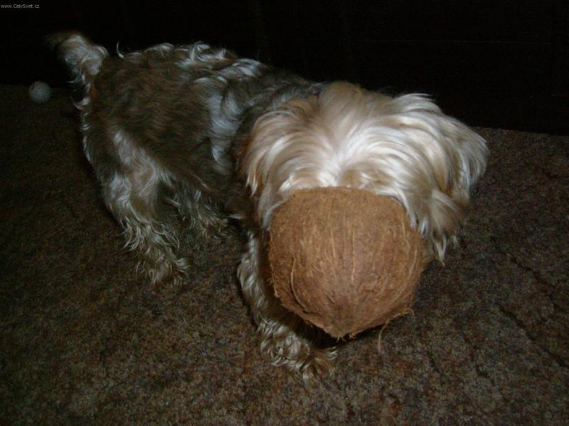 Foto: new obojek...-to je obojek co?:oD