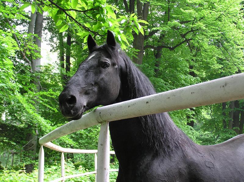 Foto: h�eb��n Slati�any-�ern� kladrubsk� h�ebec